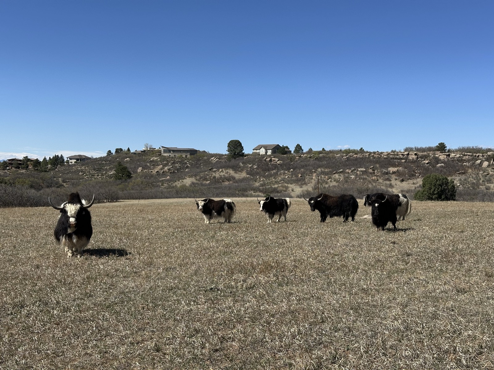 Livestock grazing on the property pasture