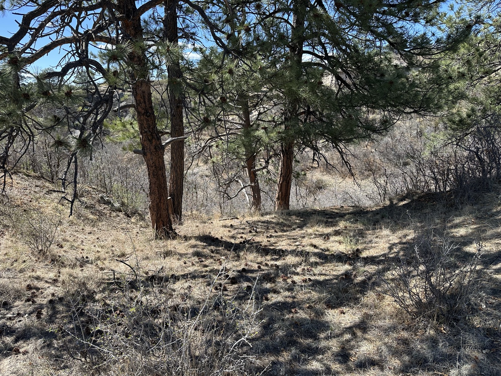 Ponderosa pines along a wooded draw on the property